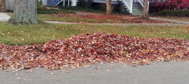 OMG Services | Oak Meyer Gardens OMG Services | Oak Meyer Gardens